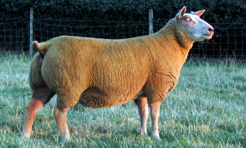 2011 Show Yearling TG 0038